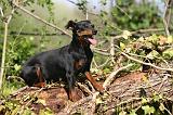 PINSCHER NAIN 135